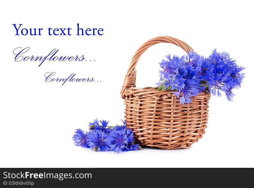 Beautiful blue cornflower isolated on white background