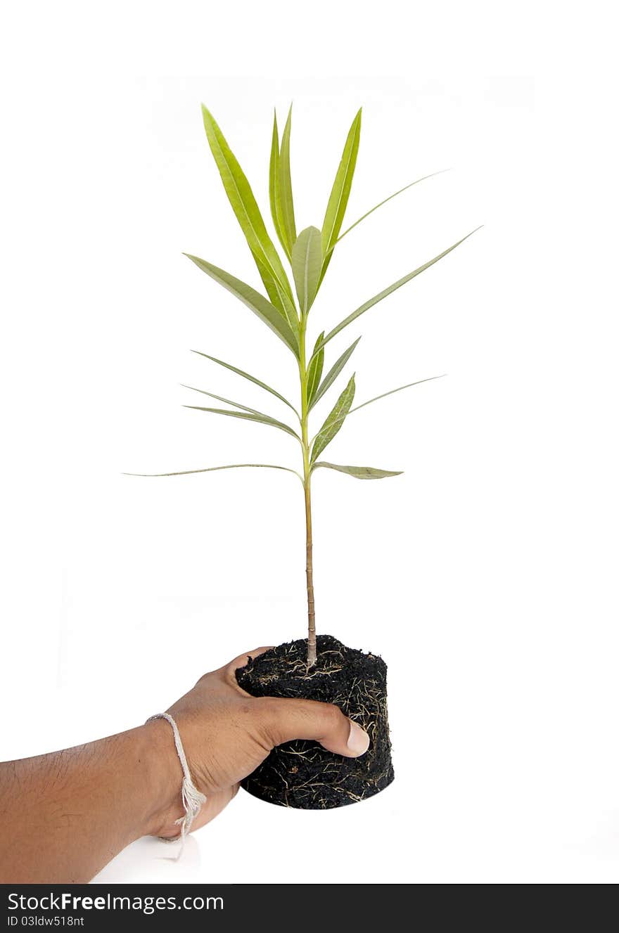 Tree in a male hand isolated on white background. Tree in a male hand isolated on white background.