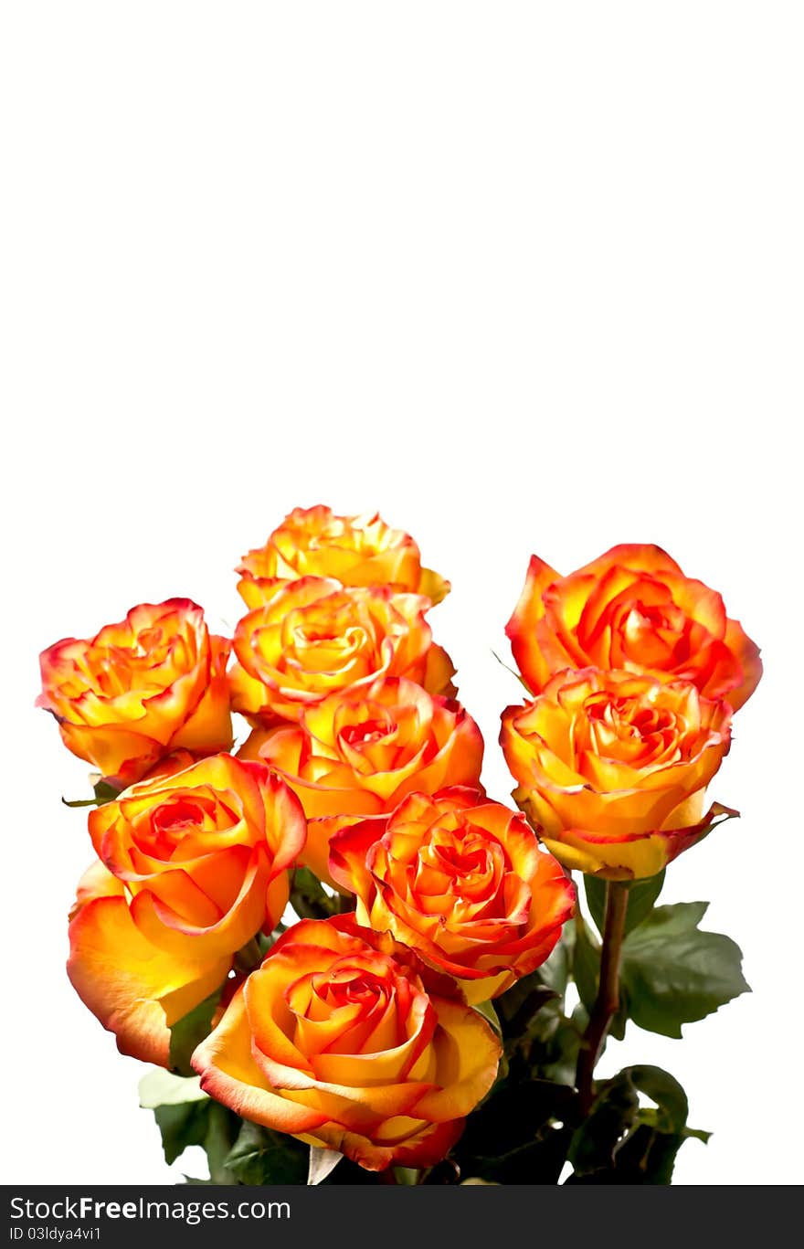 Yellow with red roses isolated on white. Yellow with red roses isolated on white