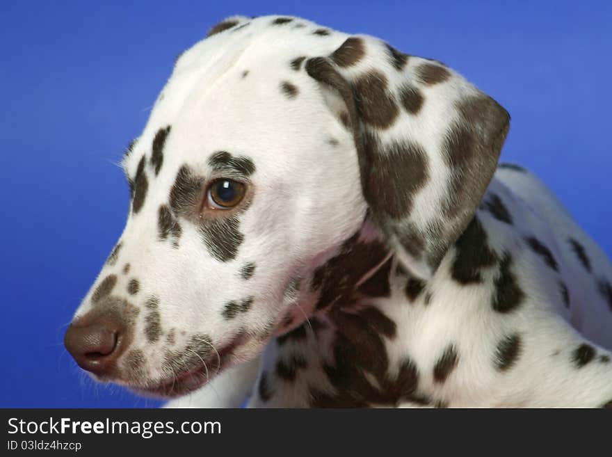 Dalmation puppy on blue background. Shot in studio.