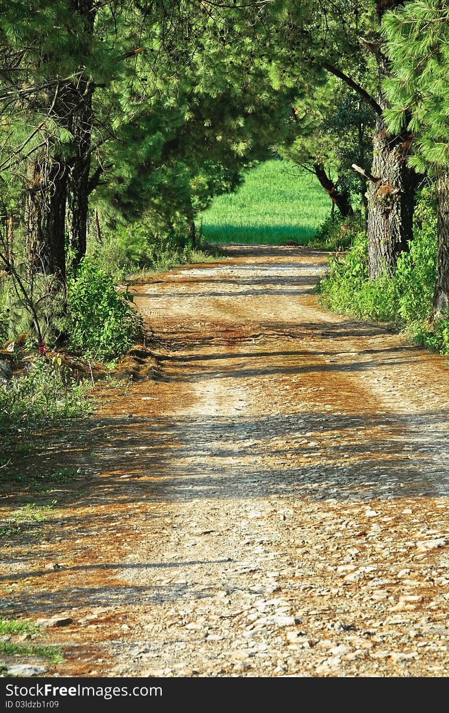 Walking path through green forest