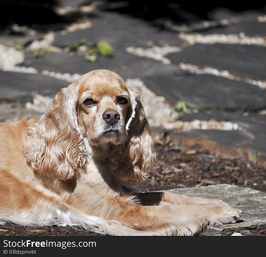 Buff Colored Cocker Spaniel