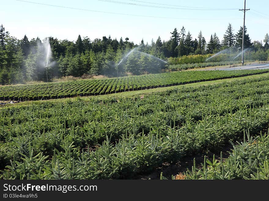 An agricultural business of tree farming in rural Oregon. An agricultural business of tree farming in rural Oregon