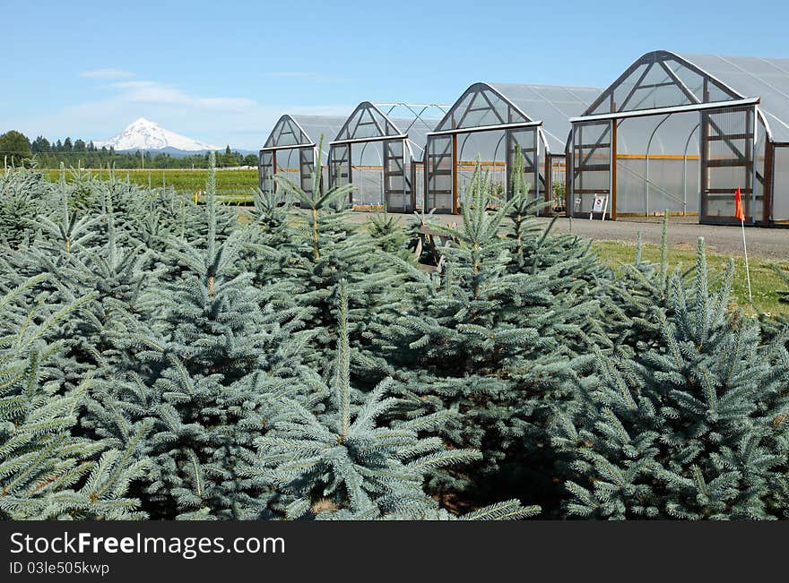 Greenhouse plant nursery, Oregon