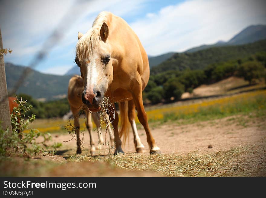 Horse, mare chewing grazing on the pasture. Horse, mare chewing grazing on the pasture