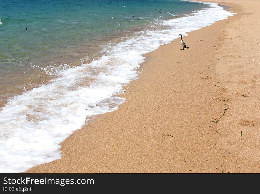 Cormorant On The Beach