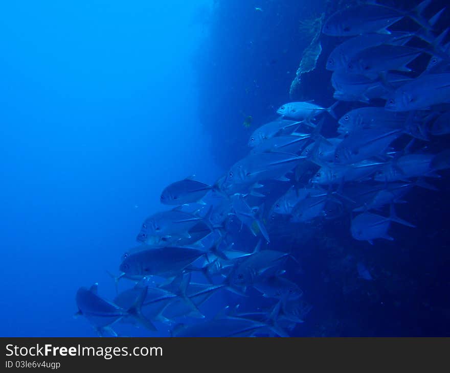 Mackerel swarm at cabilao island, philippines