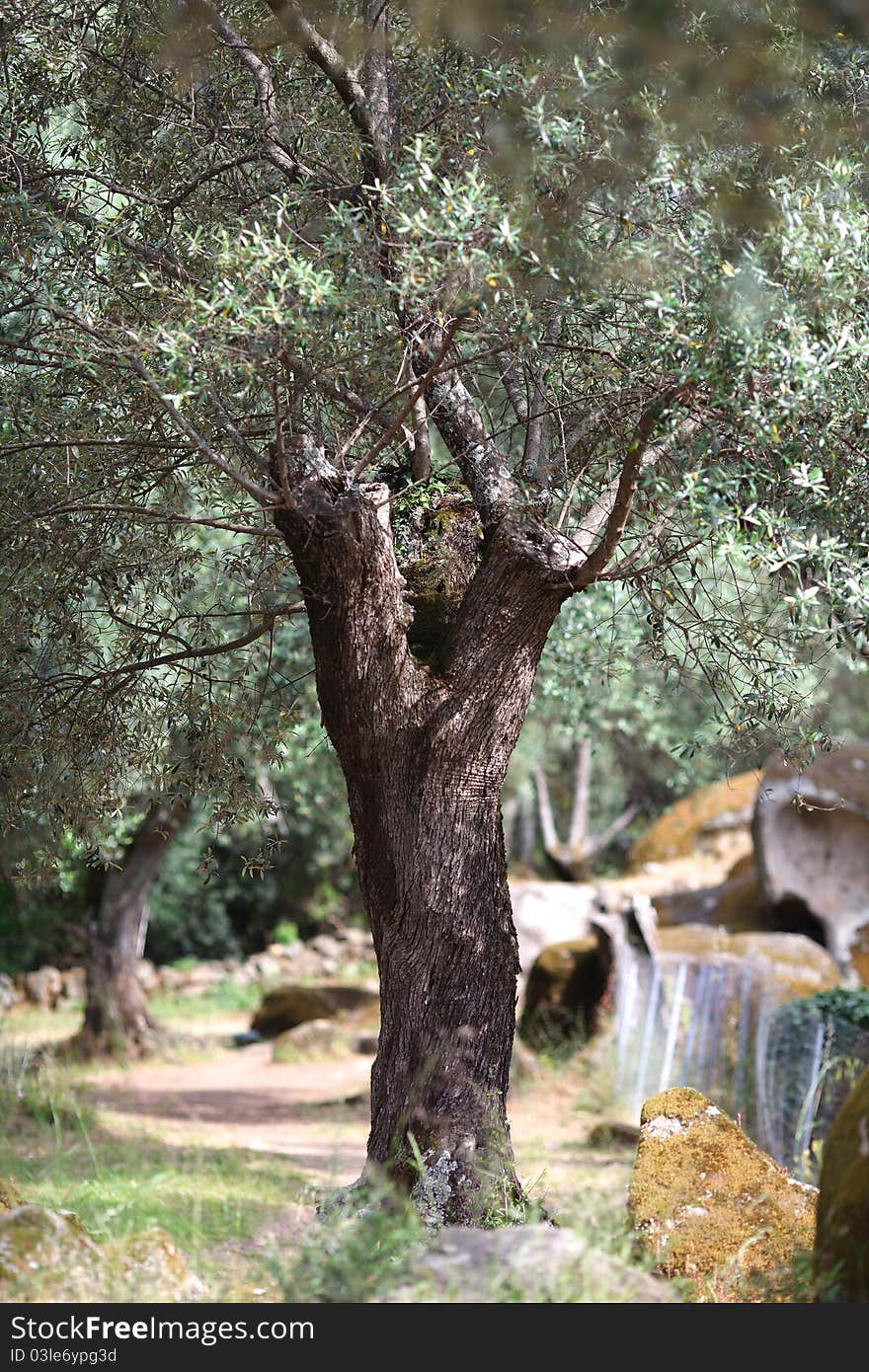 Old Olive Tree With Bushy Branches