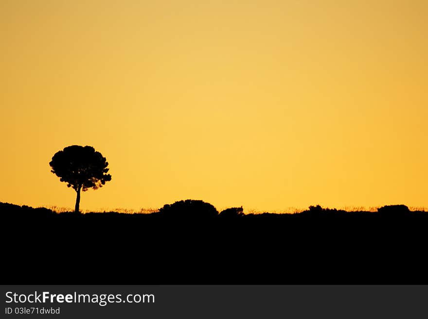 Close up view of Dusk in the field