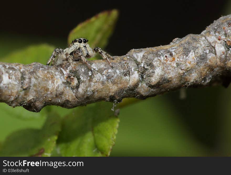 A zebra jumping spider on a twig against a dark background. A zebra jumping spider on a twig against a dark background.