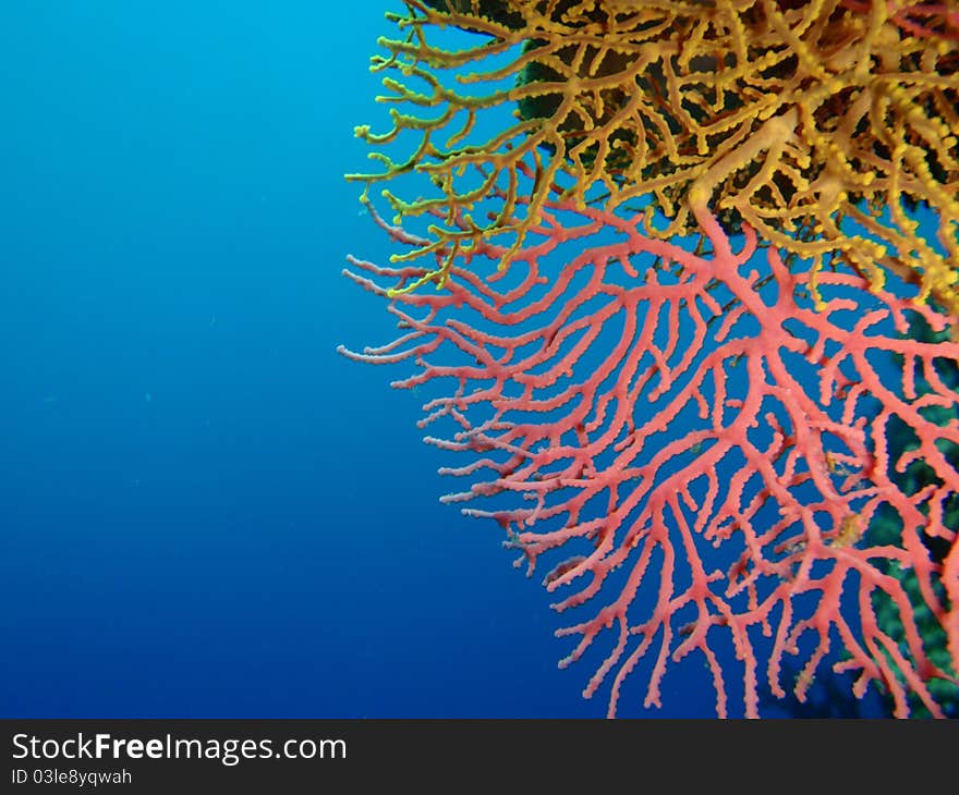 Yellow And Pink Corals