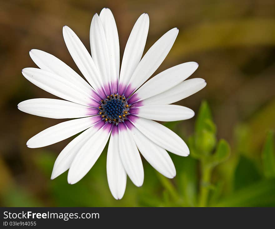 Purple Hearted White Daisy