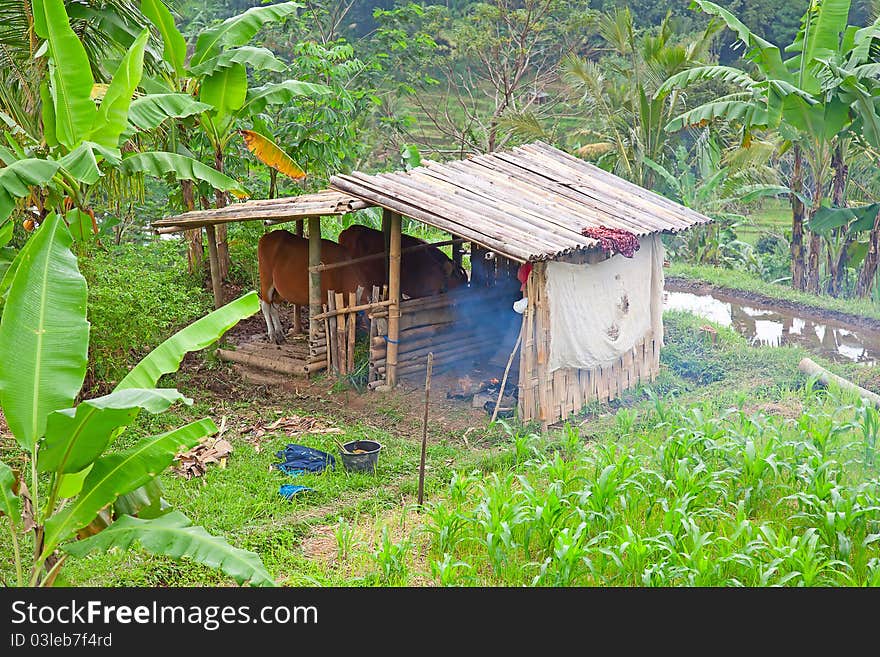 2 red cows near rice paddy field on small balinese farm