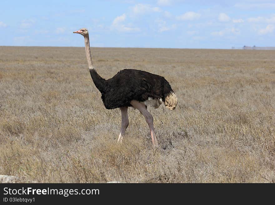 Ostrich