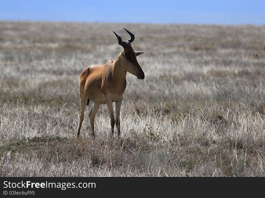 Wild hartbeest in Serengeti plains