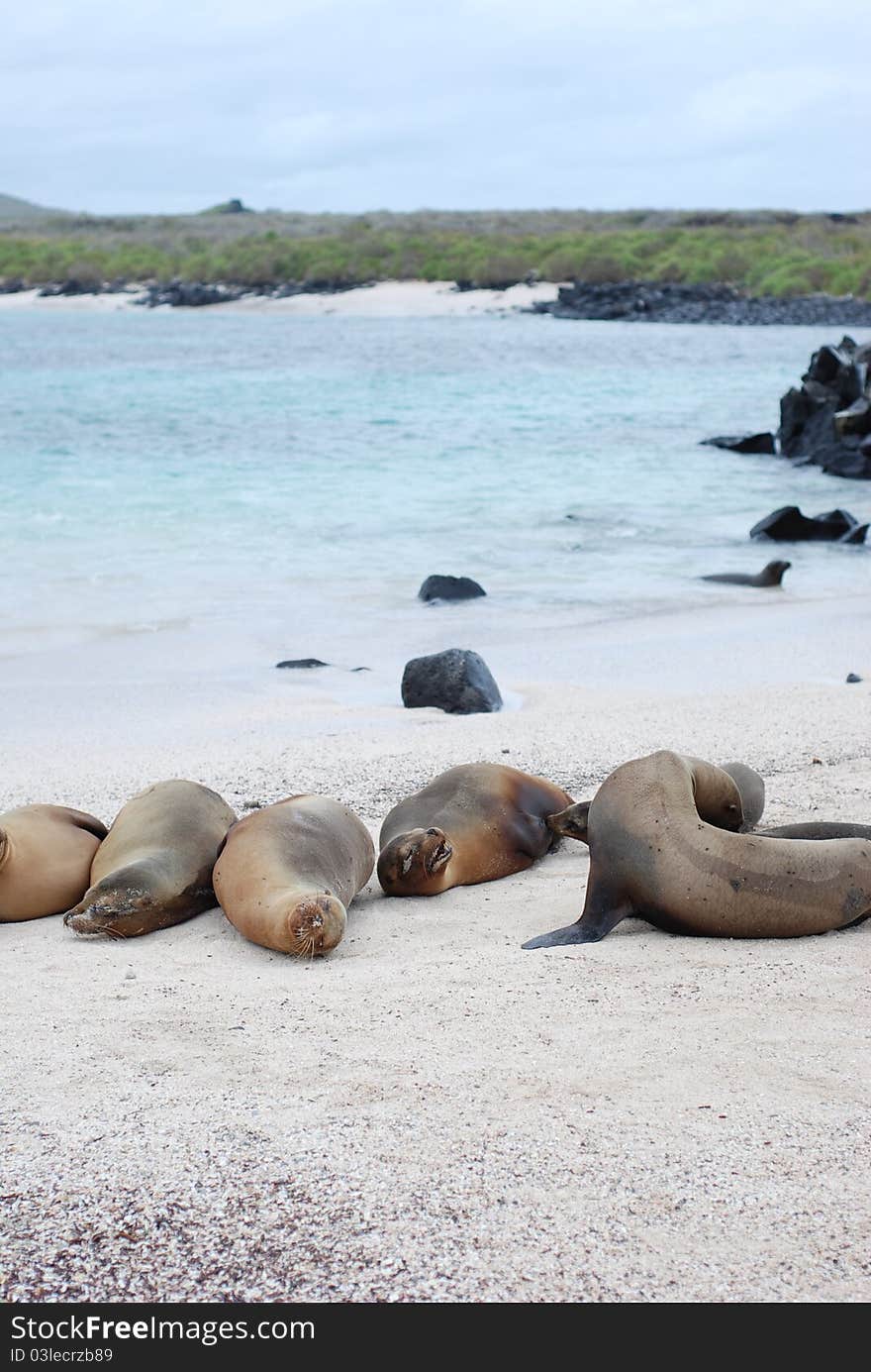 Galapagos sea lions