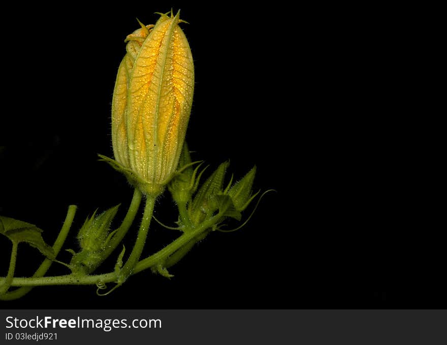 Isolated pumpkin flower, black background.