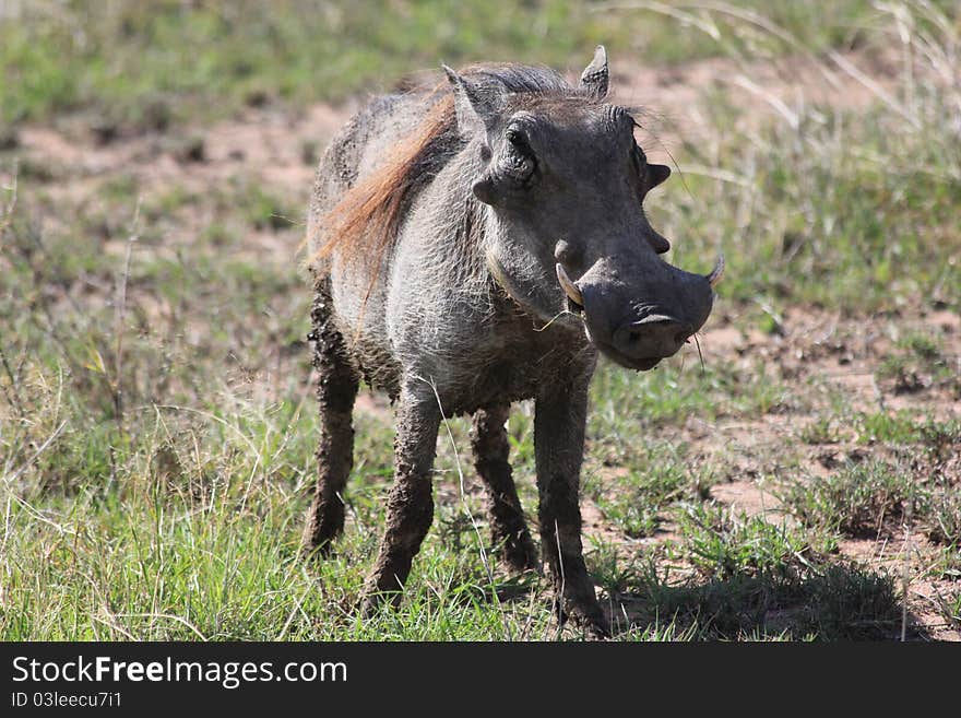 Wild pig in Serengeti plains. Wild pig in Serengeti plains