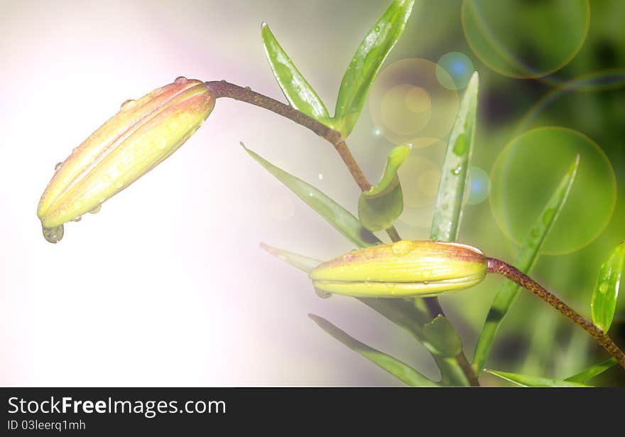 Lily buds. Use as a background. Lily buds. Use as a background.