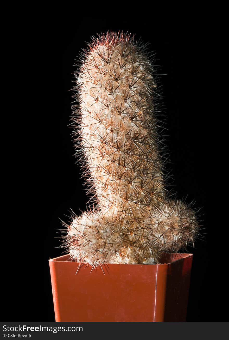 Cactus in pot isolated on black