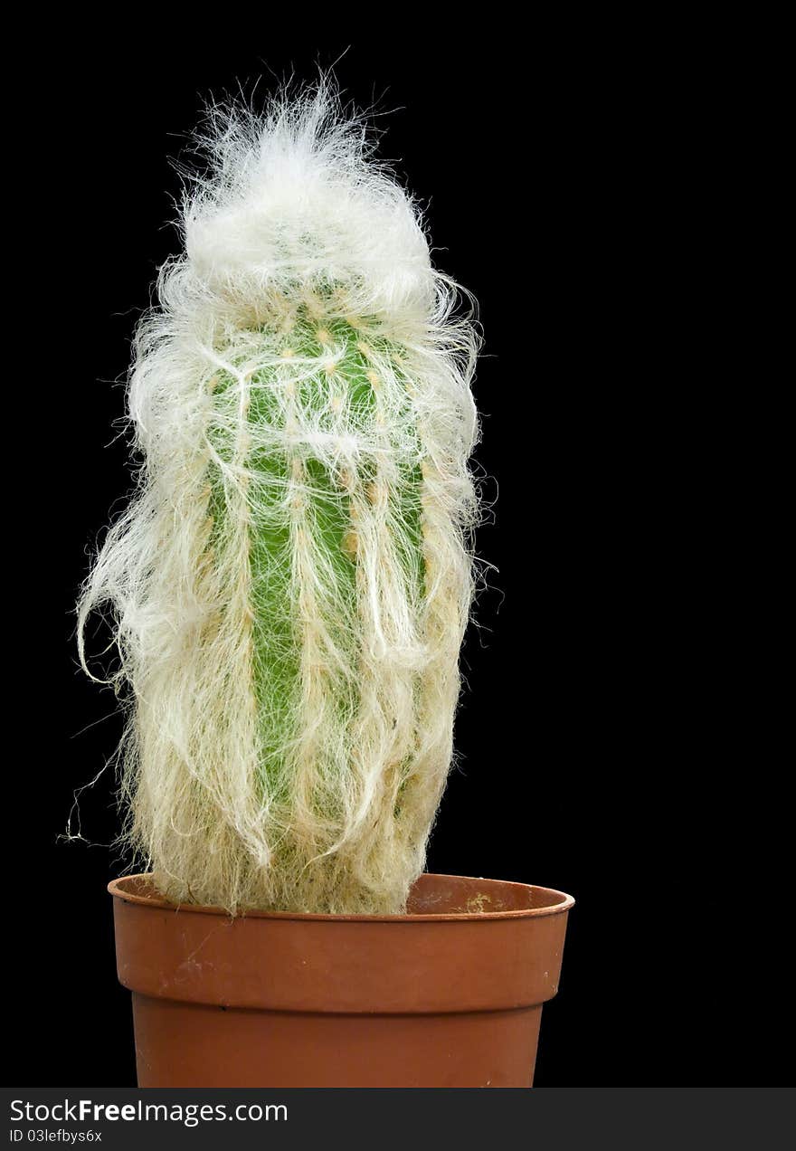 Cactus in pot isolated on black