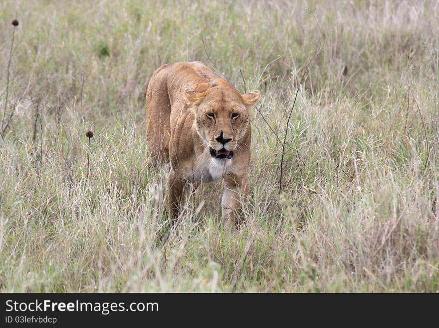 Lion lady hunting in Serengeti. Lion lady hunting in Serengeti