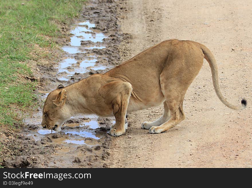 Lion lady drinking water in Serengeti