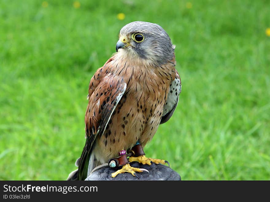 A Kestrel Perched on a tree stump with leg bands at a falconry show. A Kestrel Perched on a tree stump with leg bands at a falconry show