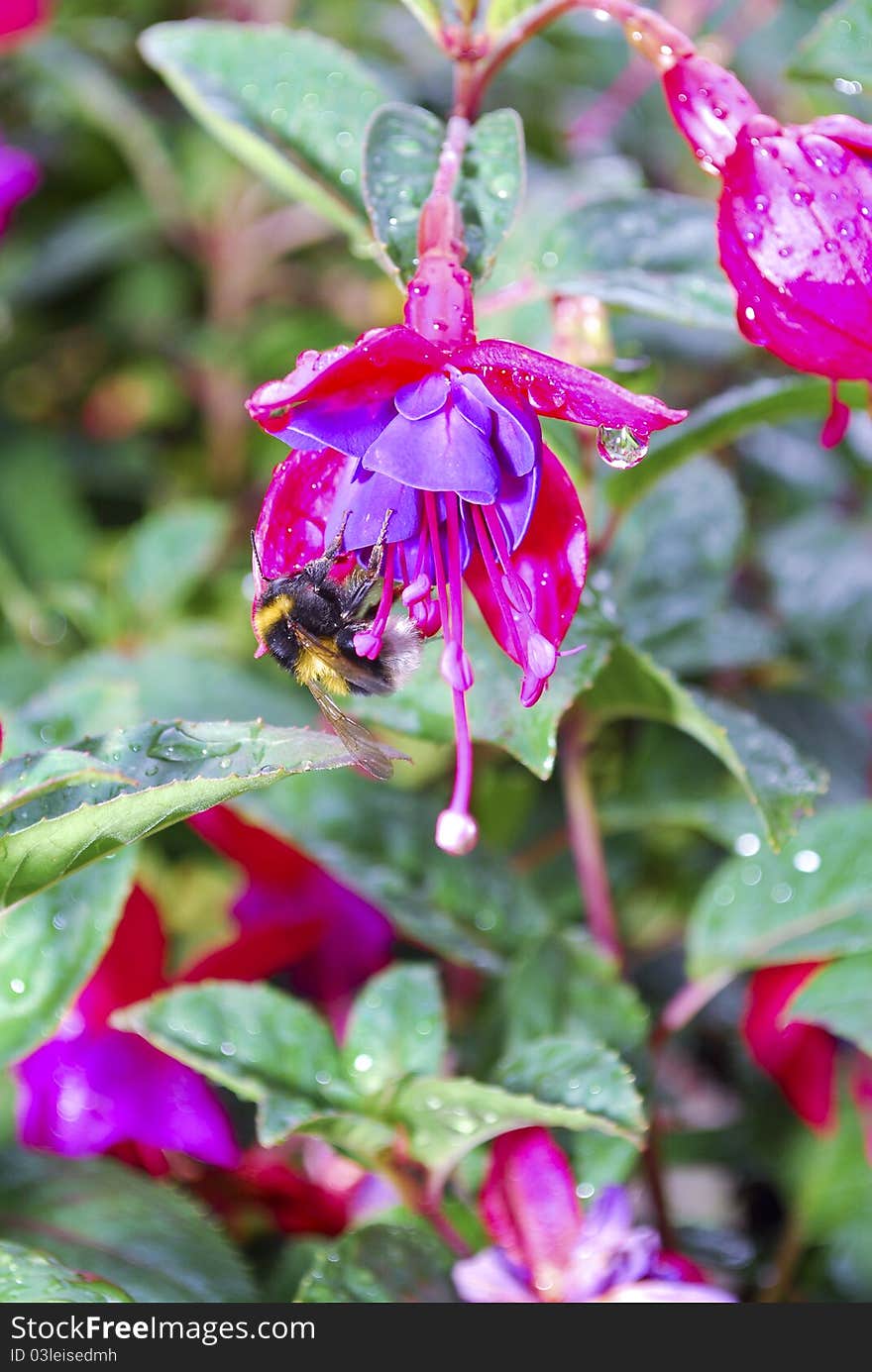 Fuhsia flower with a bee searching for nectar and transporting pollen. Fuhsia flower with a bee searching for nectar and transporting pollen