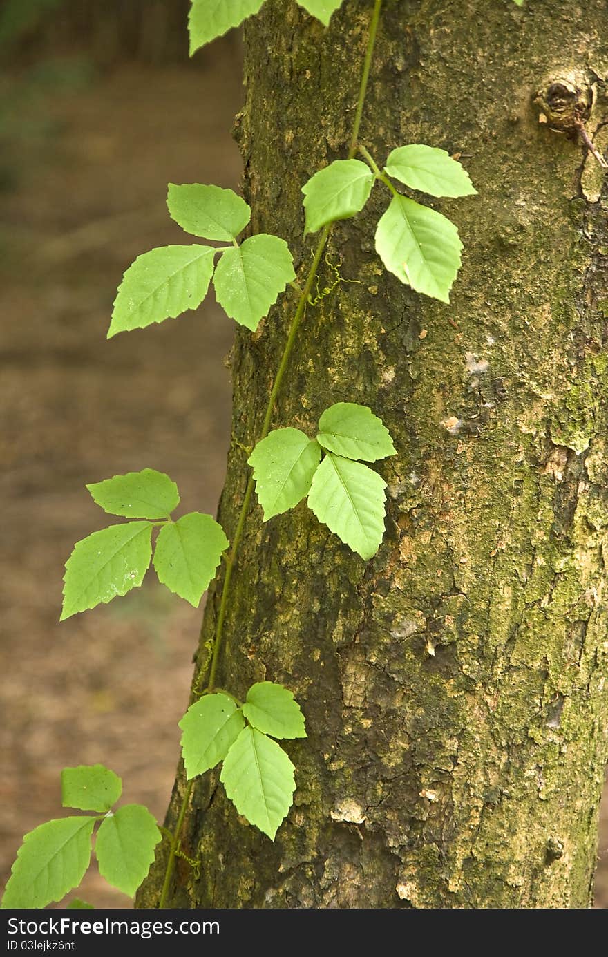 Weed-pointed green leaves with large trees and vines. Weed-pointed green leaves with large trees and vines.