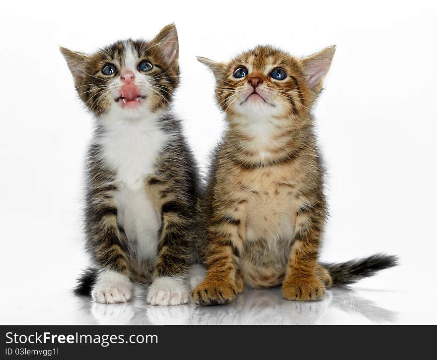 Kittens on a white background