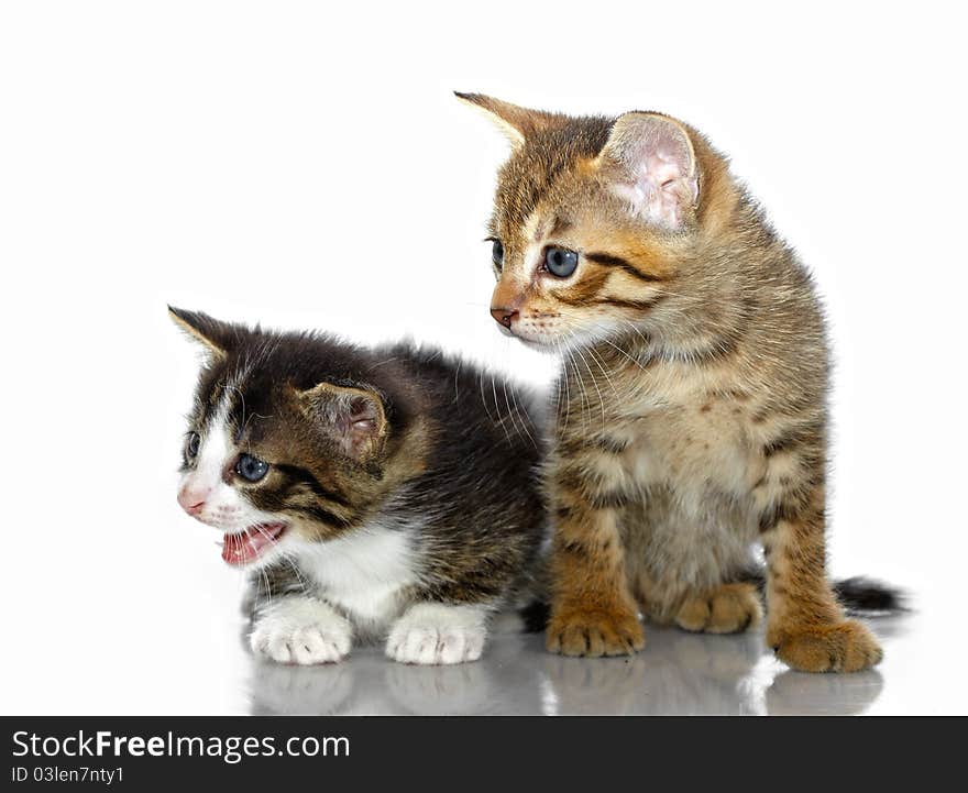 Kittens on a white background