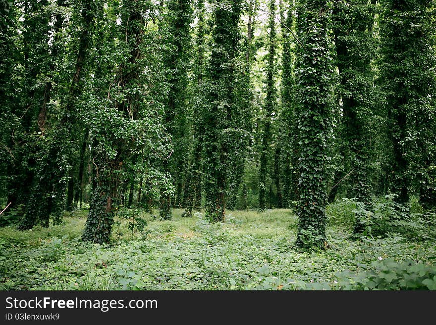 This picture was taken in Poroszló, Hungary. The main color of this picture is green. You can see very tall trees, all covred with leaves. This picture was taken in Poroszló, Hungary. The main color of this picture is green. You can see very tall trees, all covred with leaves.