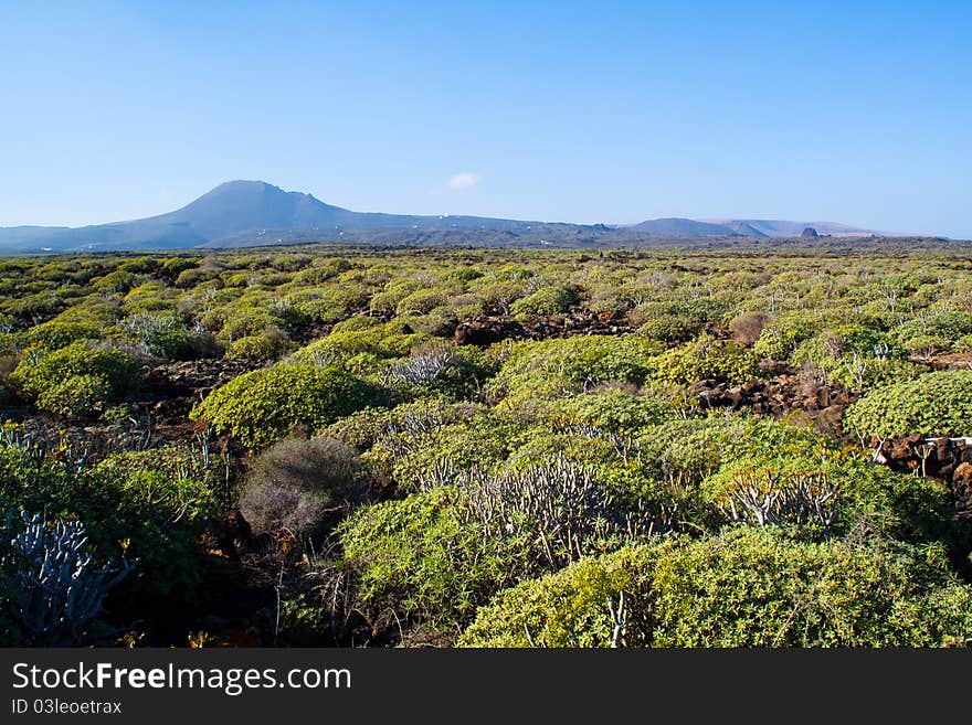 Green view of Lanzarote