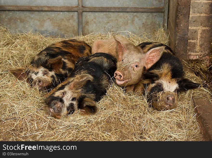 Sleepy Pigs