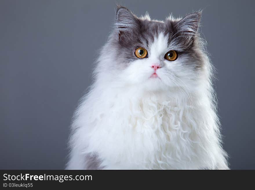 Gray and white persian cat on grey background