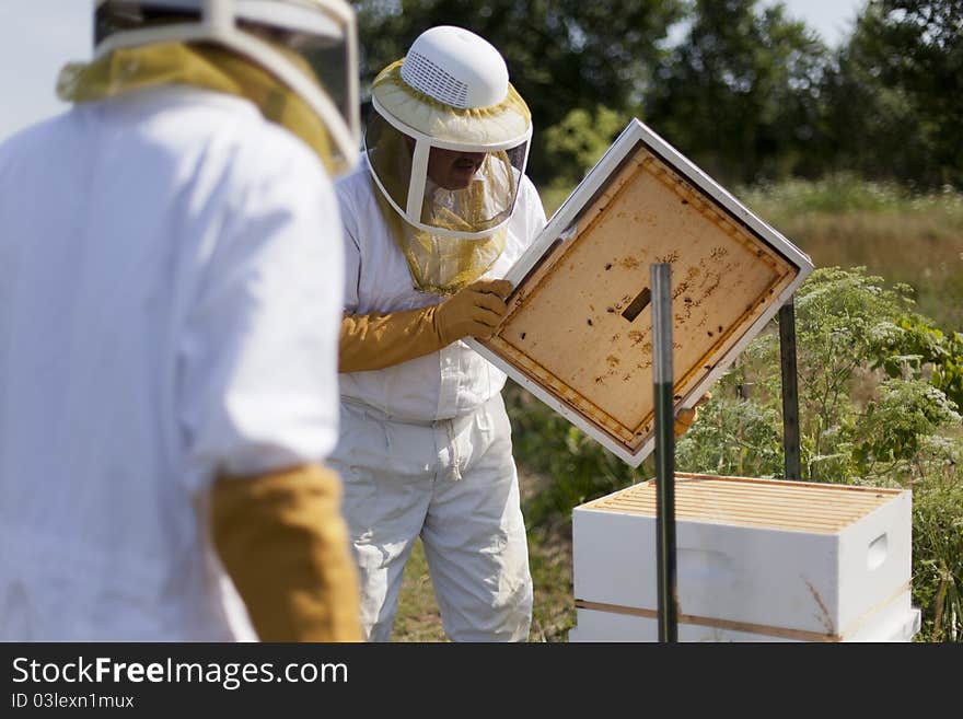 Man and His Bees