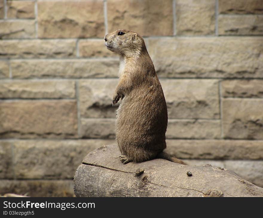 Prairie dog