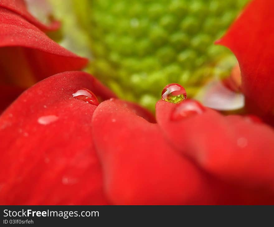 Water drop on red flower, macro. Water drop on red flower, macro