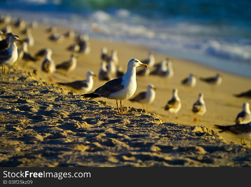 Seagulls by the sunsets