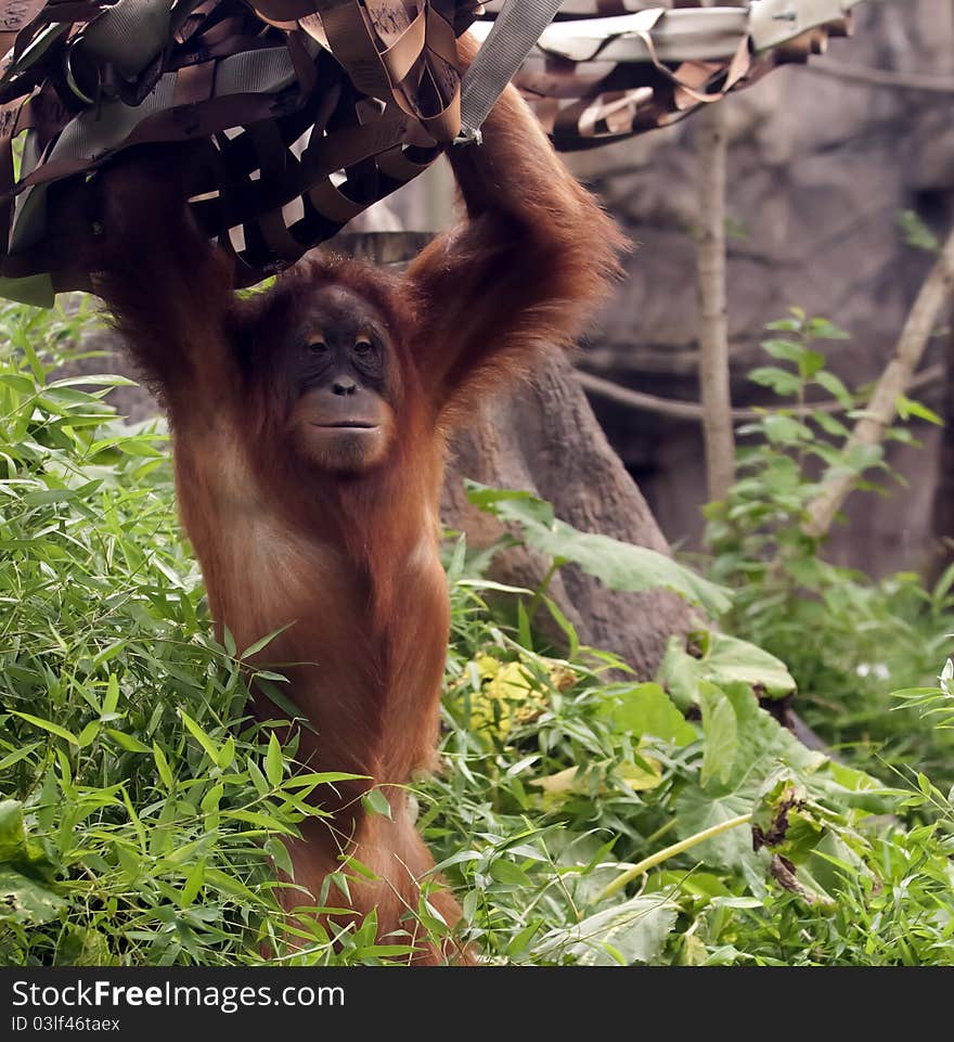 Standing Orangutan at Zoo