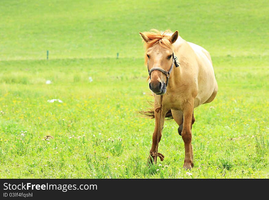 A horse in the grassland