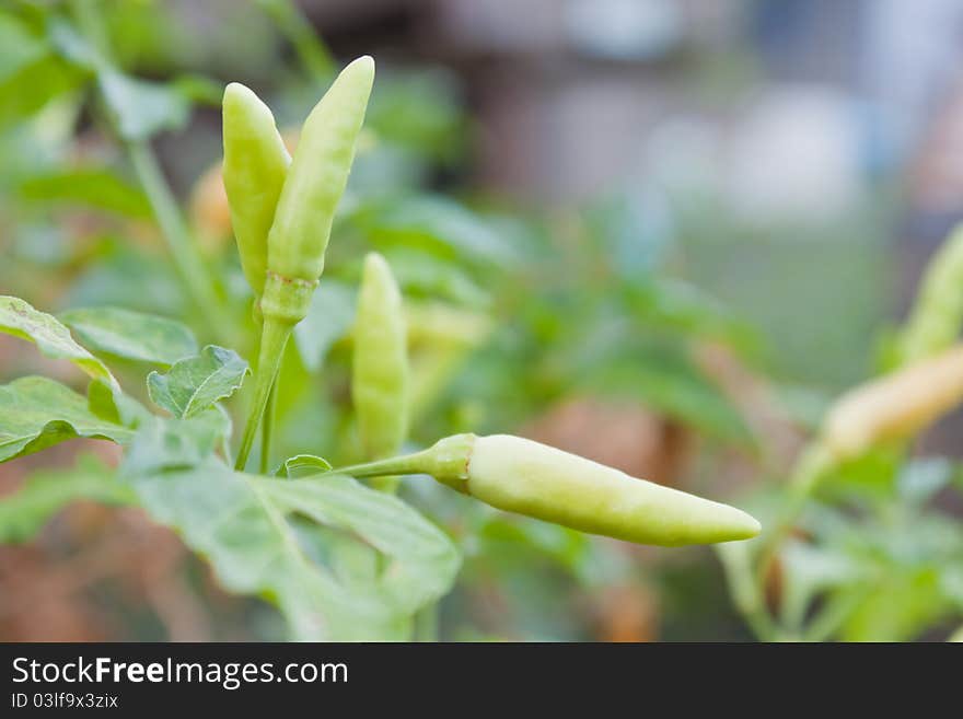 Peppers plant And the background blurred.