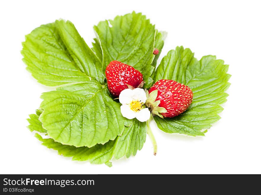 Fresh red strawberry on a white background