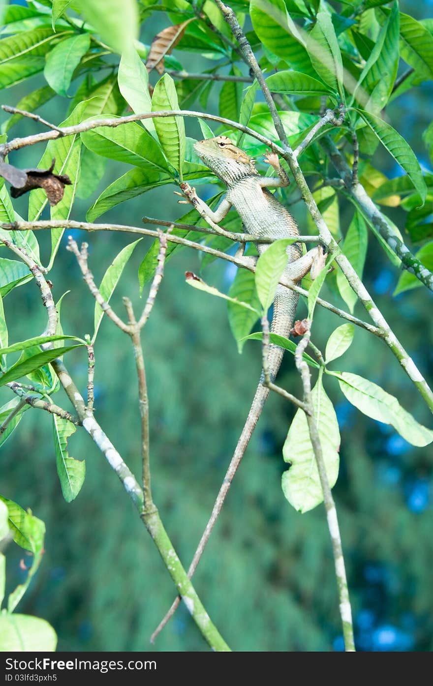 Nature Camouflage