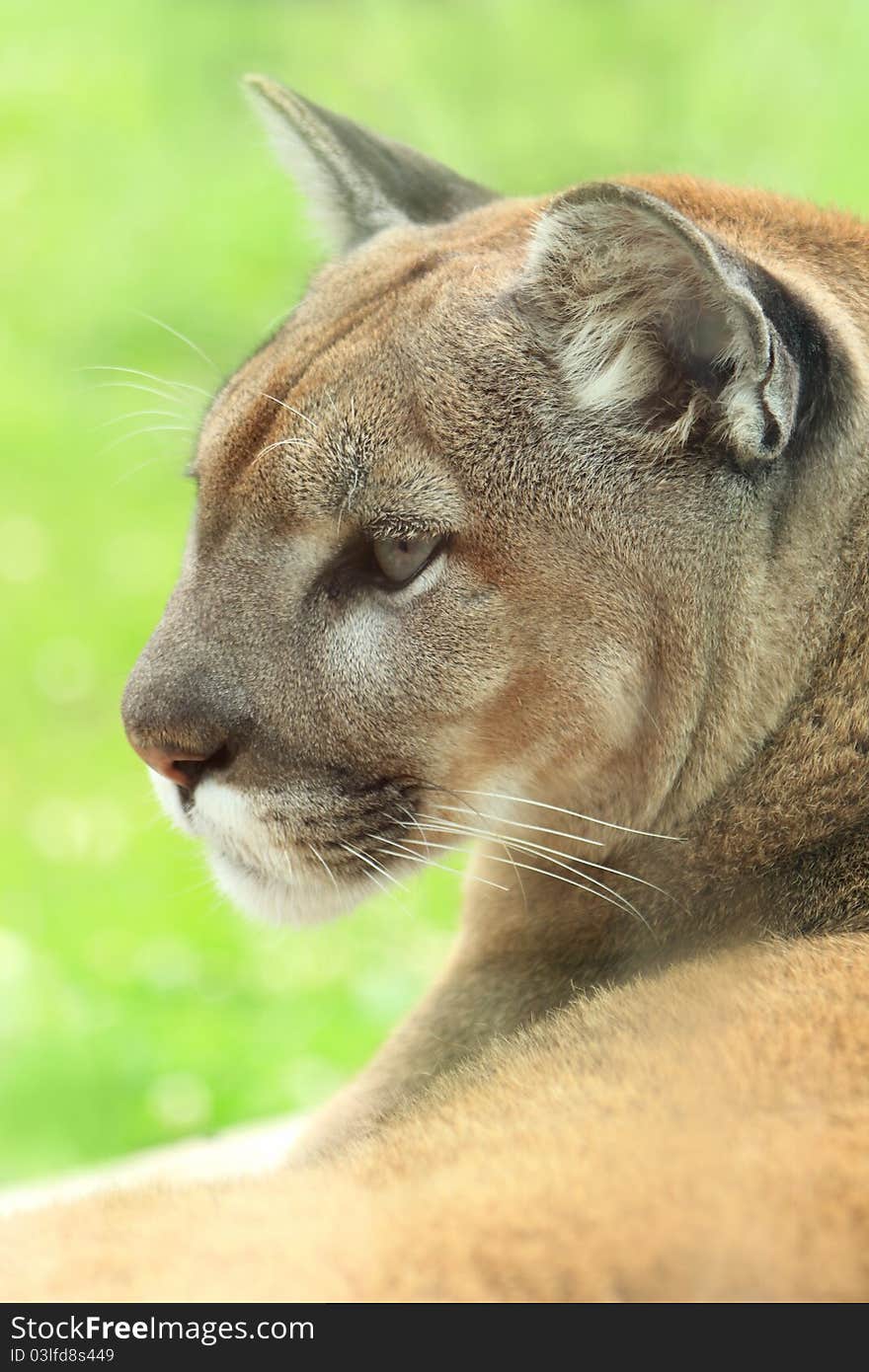 Closeup profile of golden cougar or mountain lion. Closeup profile of golden cougar or mountain lion