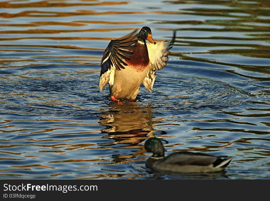 Drake standing on water and flap their wings. Drake standing on water and flap their wings