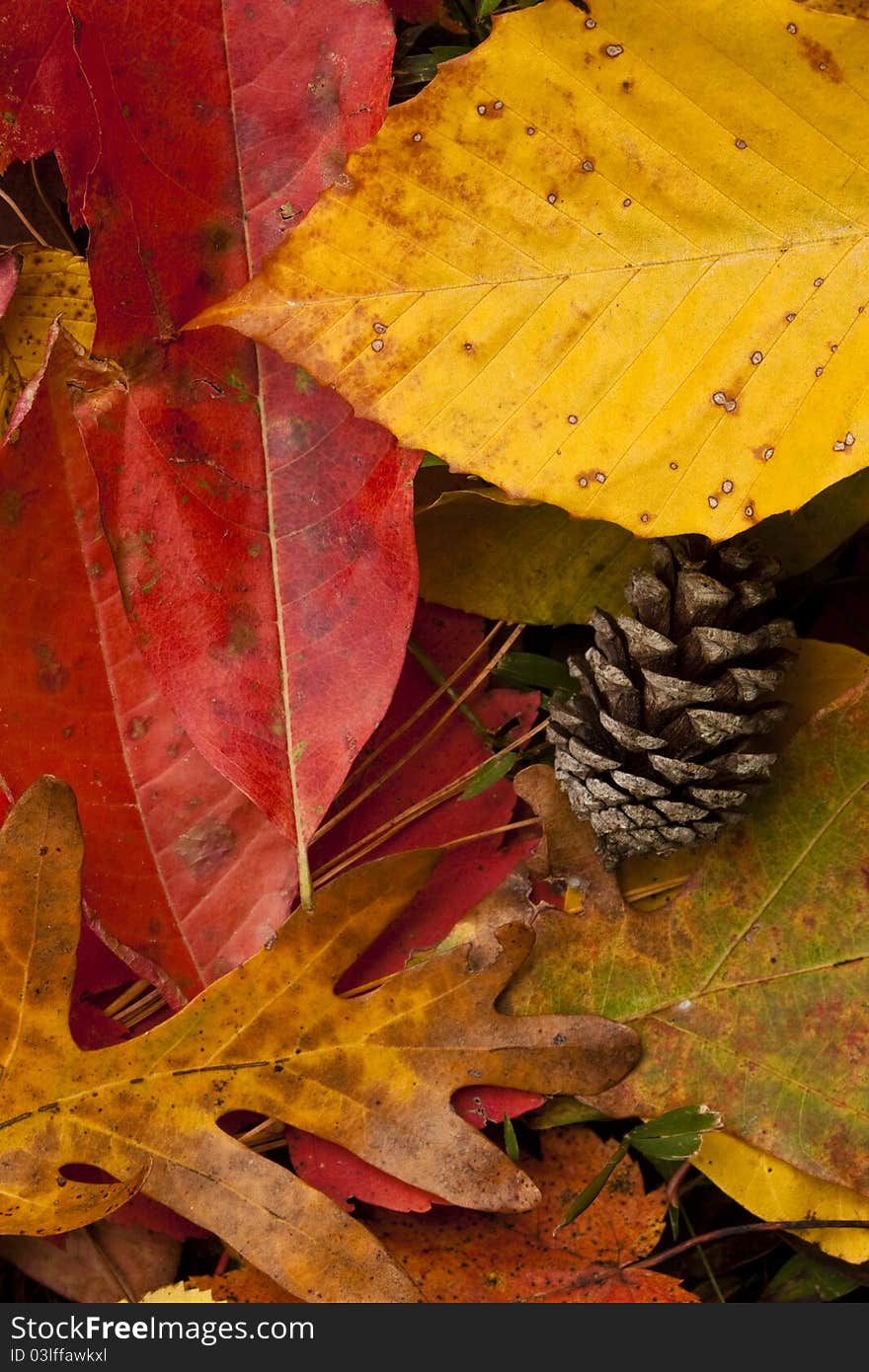 Colorful autumn leaves along with a pine cone, an acorn and pine needles. Can be used as a background also. Colorful autumn leaves along with a pine cone, an acorn and pine needles. Can be used as a background also.