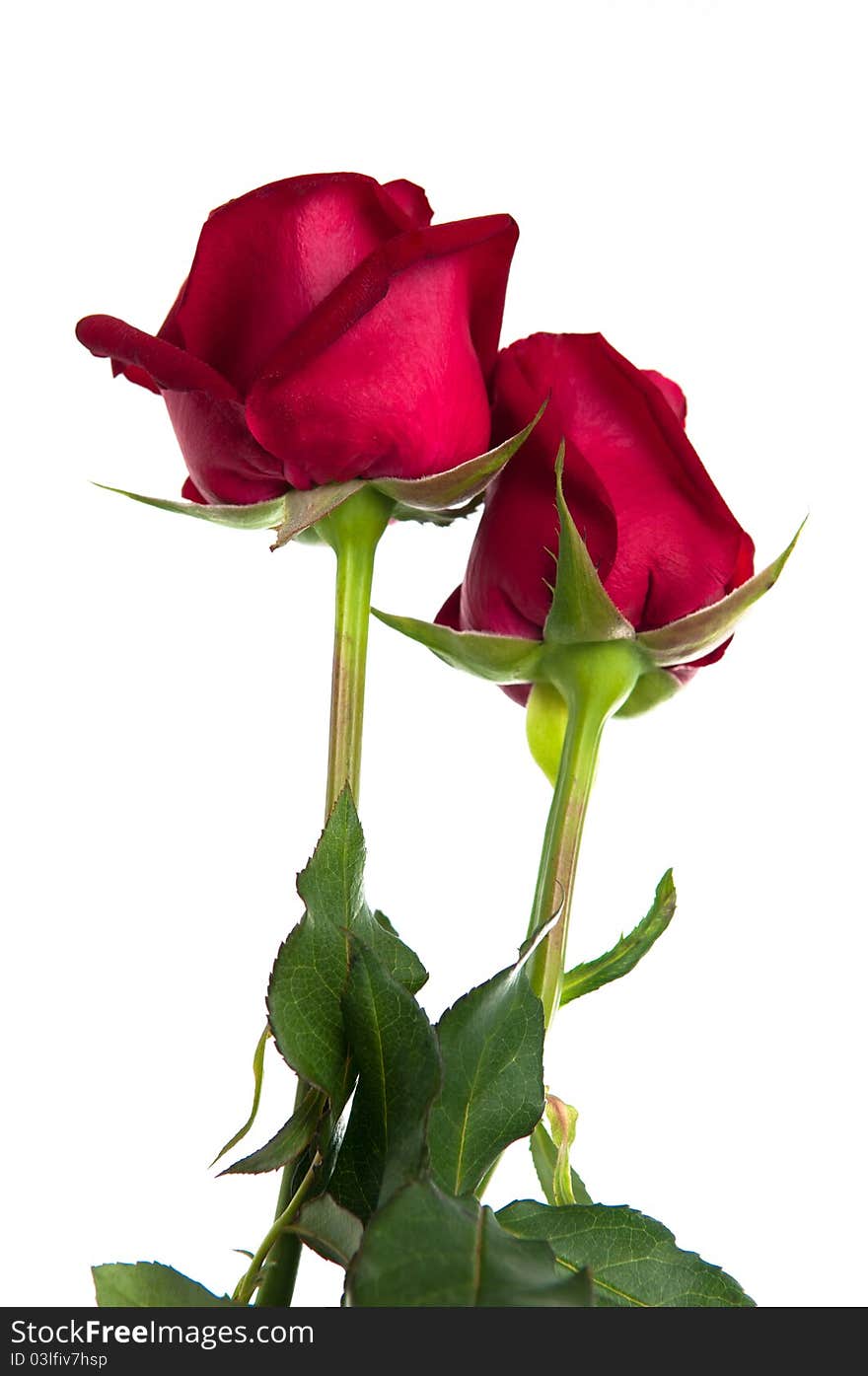 The photo of red rose kissing red rose. The photo of red rose kissing red rose