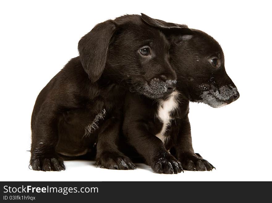 Black bachshund puppies